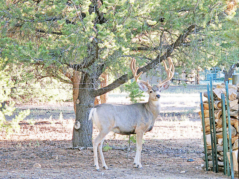 One buck meanders